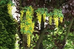 Gouden Regen Als Boom (Laburnum Watereri 'Vossii') 24 Gouden Regen Als Boom (Laburnum Watereri 'Vossii') -Groene Wereld laburnum w. vossi 1 1