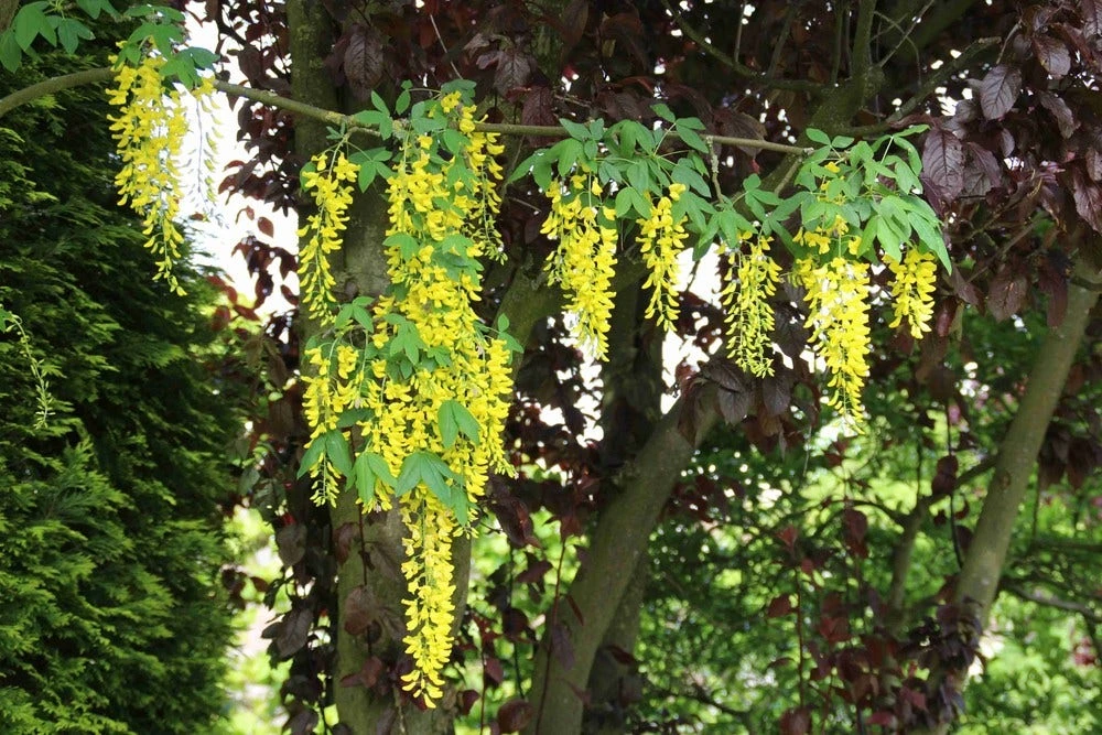 Gouden Regen Als Boom (Laburnum Watereri 'Vossii') 12 Gouden Regen Als Boom (Laburnum Watereri 'Vossii') - Afbeelding 10