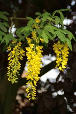 Gouden Regen Als Boom (Laburnum Watereri 'Vossii') 26 Gouden Regen Als Boom (Laburnum Watereri 'Vossii') -Groene Wereld laburnum w. vossi 2 1