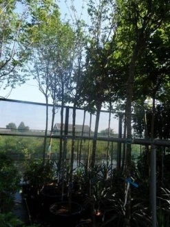 Gouden Regen Als Boom (Laburnum Watereri 'Vossii') 23 Gouden Regen Als Boom (Laburnum Watereri 'Vossii') -Groene Wereld laburnum watereri vossii 14 16ho cont