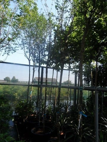 Gouden Regen Als Boom (Laburnum Watereri 'Vossii') 11 Gouden Regen Als Boom (Laburnum Watereri 'Vossii') - Afbeelding 9