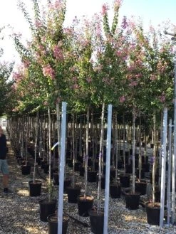 Roze Lagerstroemia Als Boom (Lagerstroemia Indica) -Groene Wereld lagerstreomia rosea 6 8 1 1