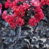 Lagerstroemia (Lagerstroemia 'Black Diamond Best Red') -Groene Wereld lagerstroemia black diamond 1