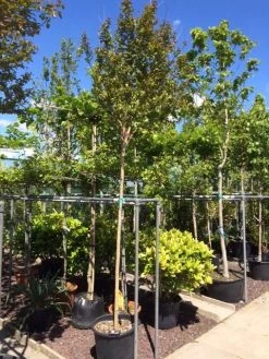 Roze Lagerstroemia Als Boom (Lagerstroemia Indica) -Groene Wereld lagerstroemia indica 10 12ho 1