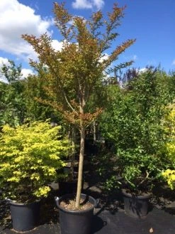 Roze Lagerstroemia Als Boom (Lagerstroemia Indica) -Groene Wereld lagerstroemia indica halfstam 14 16 1