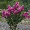 Lagerstroemia Roze (Lagerstroemia Indica) -Groene Wereld lagerstroemia indica roze 1