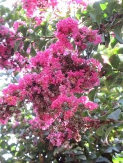 Roze Lagerstroemia Als Boom (Lagerstroemia Indica) -Groene Wereld lagerstroemia indica roze 10 1