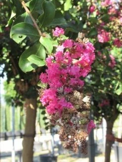 Roze Lagerstroemia Als Boom (Lagerstroemia Indica) -Groene Wereld lagerstroemia indica roze 11 1