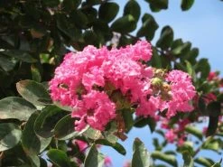 Roze Lagerstroemia Als Boom (Lagerstroemia Indica) -Groene Wereld lagerstroemia indica roze 3 1