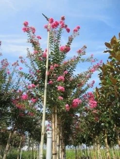 Roze Lagerstroemia Als Boom (Lagerstroemia Indica) -Groene Wereld lagerstroemia indica roze 4 1