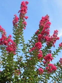 Roze Lagerstroemia Als Boom (Lagerstroemia Indica) -Groene Wereld lagerstroemia indica roze 5 1
