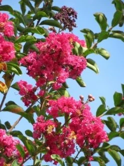 Roze Lagerstroemia Als Boom (Lagerstroemia Indica) -Groene Wereld lagerstroemia indica roze 6 1