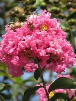 Roze Lagerstroemia Als Boom (Lagerstroemia Indica) -Groene Wereld lagerstroemia indica roze 7 1