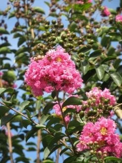 Roze Lagerstroemia Als Boom (Lagerstroemia Indica) -Groene Wereld lagerstroemia indica roze 8 1
