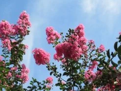 Roze Lagerstroemia Als Boom (Lagerstroemia Indica) -Groene Wereld lagerstroemia indica roze 9 1