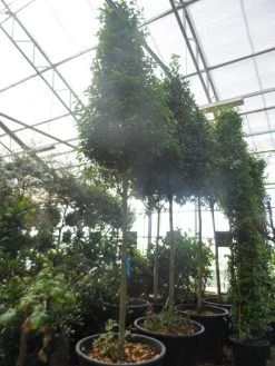 Echte Laurier Als Piramide (Laurus Nobilis) -Groene Wereld laurus nobilis 16 18 20ho c350 pyramide 1