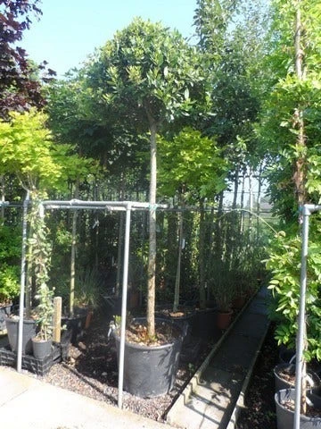 Echte Laurier Als Boom (Laurus Nobilis) 7 Echte Laurier Als Boom (Laurus Nobilis) - Afbeelding 5