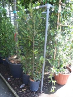 Echte Laurier Als Piramide (Laurus Nobilis) -Groene Wereld laurus nobilis c10 100 125 1