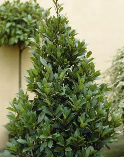 Echte Laurier (Laurus Nobilis)