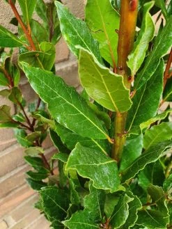 Echte Laurier (Laurus Nobilis) -Groene Wereld laurusnobilis laurier03