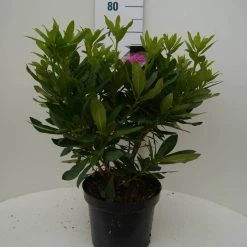 Rhododendron (Rhododendron 'Lee's Dark Purple') -Groene Wereld lee s dark purple c7.5 voor 1