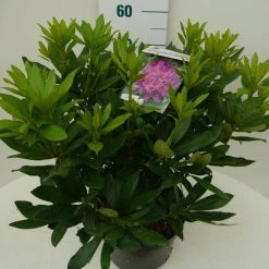 Rhododendron (Rhododendron 'Lee's Dark Purple') -Groene Wereld lee s dark purple c7.5 zij