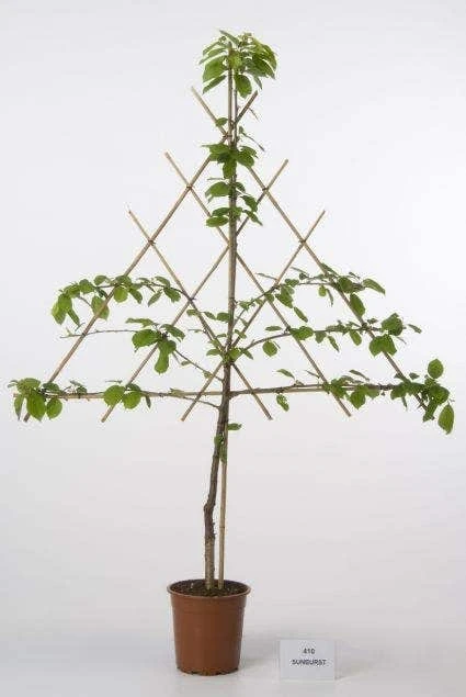 Lei-Kers (Prunus Avium 'Meikers') 3 Lei-Kers (Prunus Avium 'Meikers')