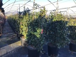 Camelia Als Leivorm (Camellia Japonica 'Black Lace') 8 Camelia Als Leivorm (Camellia Japonica 'Black Lace') -Groene Wereld lei2 1