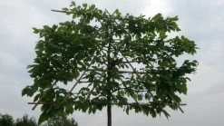 Haagbeuk Als Leiboom (Carpinus Betulus) -Groene Wereld leicarpinus 1