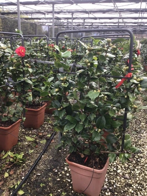 Camelia Als Leivorm (Camellia Japonica 'Doctor Burnside') 4 Camelia Als Leivorm (Camellia Japonica 'Doctor Burnside') - Afbeelding 2