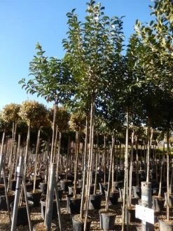 Liguster Als Boom (Ligustrum Japonicum) -Groene Wereld ligustrum japonicum 10 12