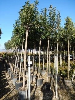 Liguster Als Boom (Ligustrum Japonicum) -Groene Wereld ligustrum japonicum 10 12 2