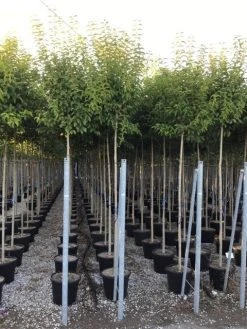 Liguster Als Boom (Ligustrum Japonicum) -Groene Wereld ligustrum japonicum 10 12 c30