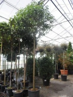 Liguster Als Boom (Ligustrum Japonicum) -Groene Wereld ligustrum japonicum 16 18 20ho c70