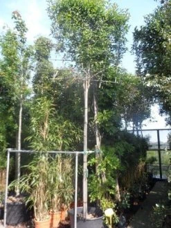 Liguster Als Leiboom (Ligustrum Japonicum) 10 Liguster Als Leiboom (Ligustrum Japonicum) -Groene Wereld ligustrum japonicum 16 18 20ho cont. leivorm 2