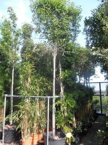 Liguster Als Leiboom (Ligustrum Japonicum) 5 Liguster Als Leiboom (Ligustrum Japonicum) - Afbeelding 3