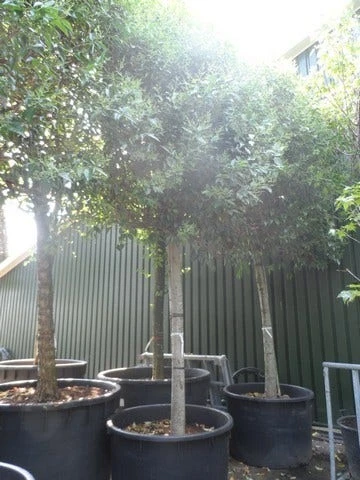 Liguster Als Leiboom (Ligustrum Japonicum) 6 Liguster Als Leiboom (Ligustrum Japonicum) - Afbeelding 4