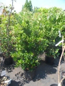 Liguster (Ligustrum Japonicum 'Texanum') -Groene Wereld ligustrum japonicum texanum 125 150 175 c35