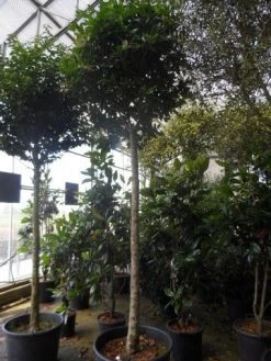 Liguster Op Stam (Ligustrum Japonicum 'Texanum') -Groene Wereld ligustrum japonicum texanum 20 25ho c130