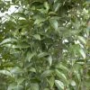 Liguster (Ligustrum Lucidum) -Groene Wereld ligustrum lucidum