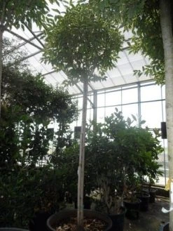 Liguster (Ligustrum 'Excelsum Superbum') -Groene Wereld ligustrum lucidum excelsum superbum 18 20 25ho c350