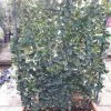 Liguster Als Leivorm (Ligustrum Japonicum 'Texanum') 1 Liguster Als Leivorm (Ligustrum Japonicum 'Texanum') -Groene Wereld ligustrum texanum 2
