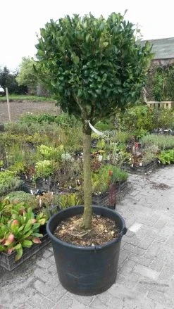 Liguster Op Stam (Ligustrum Japonicum 'Texanum') -Groene Wereld ligustrum texanum extra groot