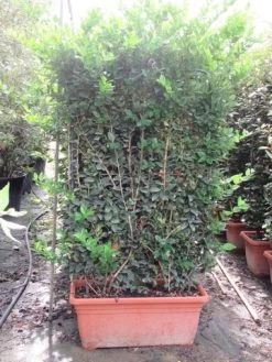 Liguster Als Leivorm (Ligustrum Japonicum 'Texanum') -Groene Wereld ligustrum texanum leivorm 80x120
