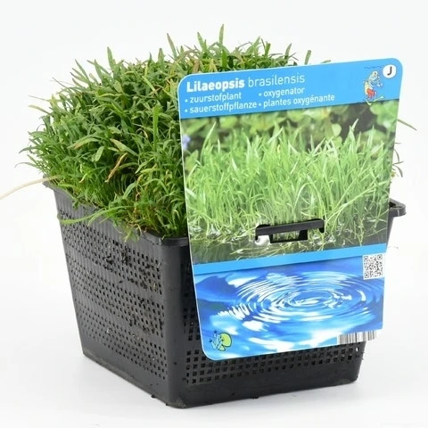 Grasplant (Lilaeopsis Brasiliensis) 3 Grasplant (Lilaeopsis Brasiliensis)