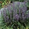 Leliegras (Liriope Muscari)