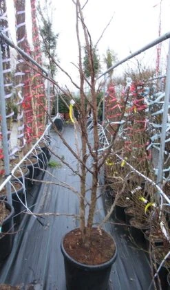 Meerstammige Amberboom (Liquidambar Styraciflua) -Groene Wereld liquidambar 200 250 meerstammig 2