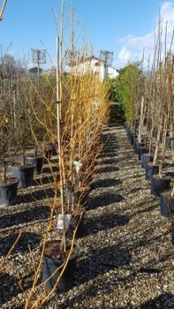 Groene Wereld -Groene Wereld liquidambar golden sun