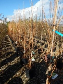 Amberboom (Liquidambar Styraciflua 'Golden Sun') -Groene Wereld liquidambar golden sun 125 150