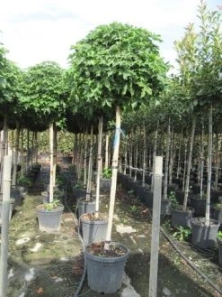 Amberboom Op Stam (Liquidambar 'Gum Ball') -Groene Wereld liquidambar gum ball 150 cm stam 2